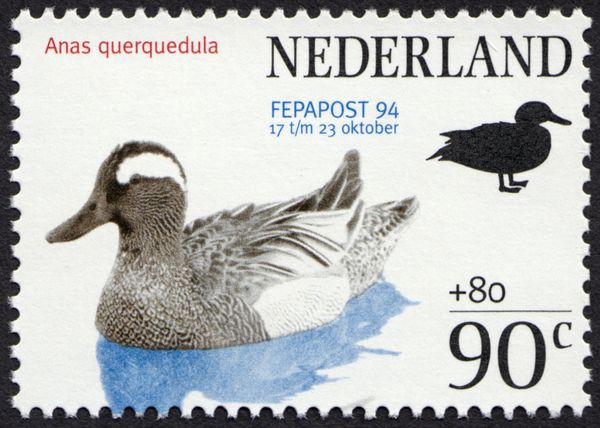Garganey (Anas querquedula) - from Sheet