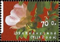 Downy Rose (Rosa villosa)