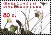 Daisies (Bellis perennis)