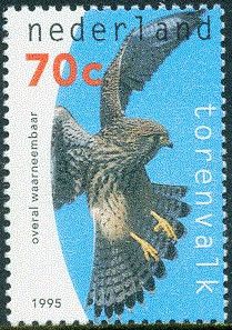 Common Kestrel (Falco tinnunculus)