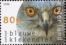 Hen Harrier (Circus cyaneus)