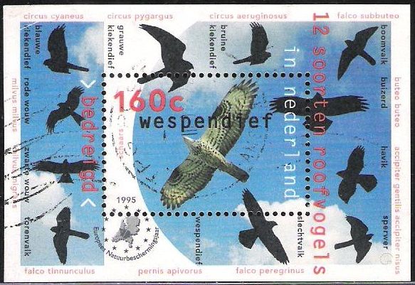 European Honey-buzzard (Pernis apivorus)