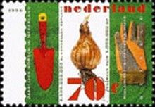 Narcissus and Garden Tools