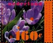 Crocus "Flower Record"
