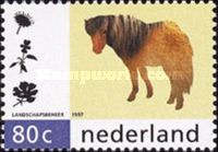 Shetland Pony (Equus ferus caballus)