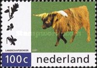 Scottish Highland Cattle (Bos primigenius taurus)
