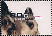 European Rabbit (Oryctolagus cuniculus domesticus)