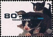 Kittens (Felis silvestris catus)