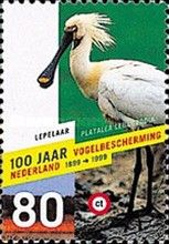 Eurasian Spoonbill (Platalea leucorodia)