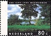 Weerribben in Summer