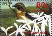Whinchat (Saxicola rubetra)
