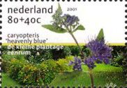 Caryopteris "Heavenly Blue