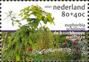 Euphorbia schillingii