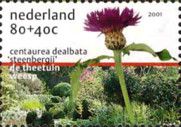 Centaurea dealbata "Steenbergii"
