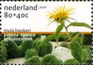 Inula hookeri