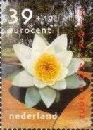European White Waterlily (Nymphaea alba)