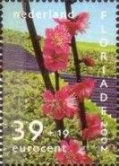 Oriental Cherry (Prunus serrulata)