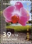 Orchid