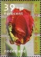 Tulip