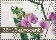 Sweet Pea (Lathyrus latifolius)