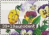 Pansies (Viola tricolor)