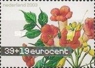 Trumpet Vine (Campsis radicans)