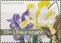 Spanish Iris (Iris xiphium)