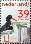 Eurasian Oystercatcher (Haematopus ostralegus)