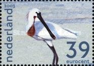 Eurasian Spoonbill (Platalea leucorodia)