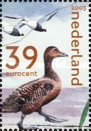 Eider Duck (Somateria mollissima)
