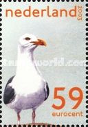 Lesser Black-Backed Gull (Larus fuscus)