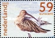 Eurasian Curlew (Numenius arquata)