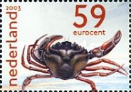 Common Shore Crab (Carcinus maenas)