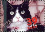 Domestic Cat (Felis silvestris catus)