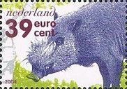 Wild Boar (Sus scrofa)