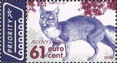Red Fox (Vulpes vulpes)