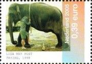 "Trying" Photograph by Liza May Post (1998), Asian Elephant 
