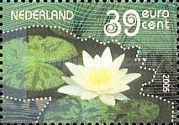 Water Lily (Nymphaea alba)
