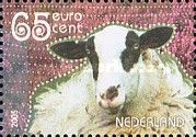 Schoonebeek Sheep (Ovis ammon aries)