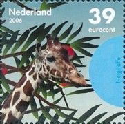 Reticulated Giraffe (Giraffa camelopardalis reticulata)