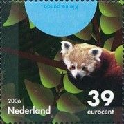 Red Panda (Ailurus fulgens)
