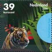Sumatran Tiger (Panthera tigris sumatrae)