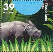 Indian Rhinoceros (Rhinoceros unicornis)