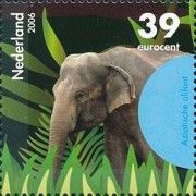 Asian or Asiatic Elephant (Elephas maximus)