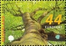 Common lime (Tilia × europaea)
