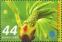 Common horse chestnut (Aesculus hippocastanum)