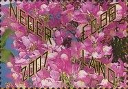 Gift Flowers: Red violet toadflax