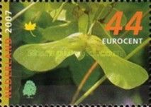 Norwegian Maple (Acer platanoides)