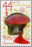 Fly agaric (Amanita muscaria)