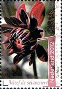 Dahlia